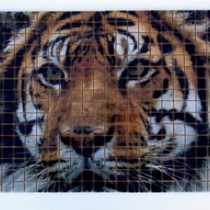 HD Glas-Mosaik-Fliesen Lion