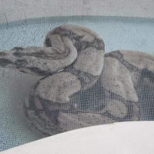 Glasmosaik hd pools05_1