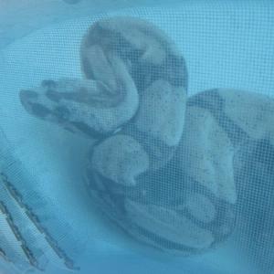 Glasmosaik hd pools05_3